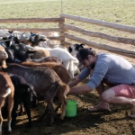 Matthäus milking a goat