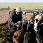 Tying up goats for milking 2