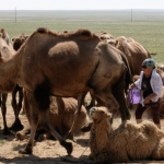 Camel milking 31