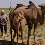 Camel milking 32