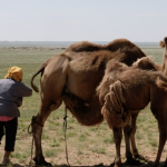 Camel milking 33