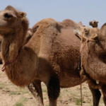 Camel milking 34