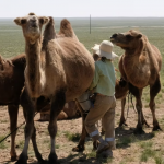 Camel milking 35