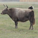 Mongolian cows 2017